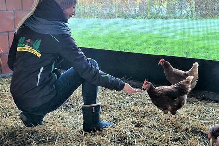 Foto: Im Hühnerstall, Mädchen füttert Hühner